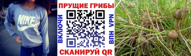 Псилоцибиновые грибы Cubensis  Байкальск 
